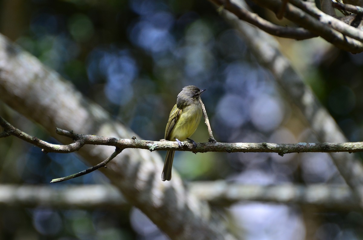 Yellow-olive Flatbill (asemus) - ML319541331