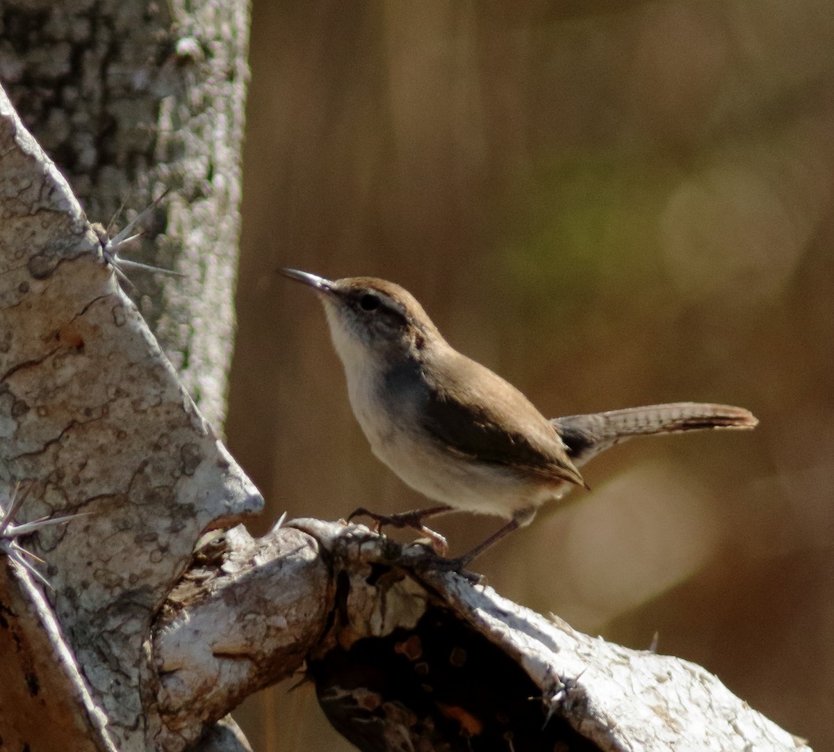 Bewick's Wren - ML319543491