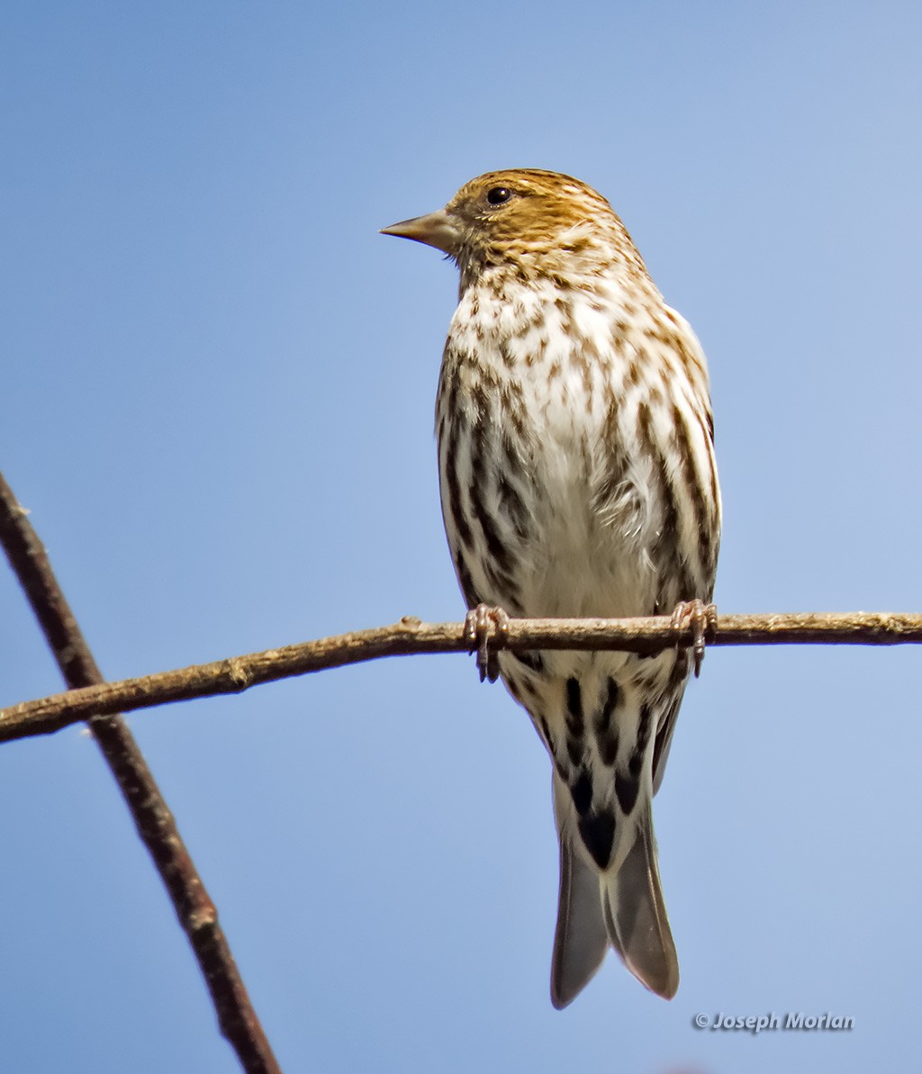 Pine Siskin - ML319546081