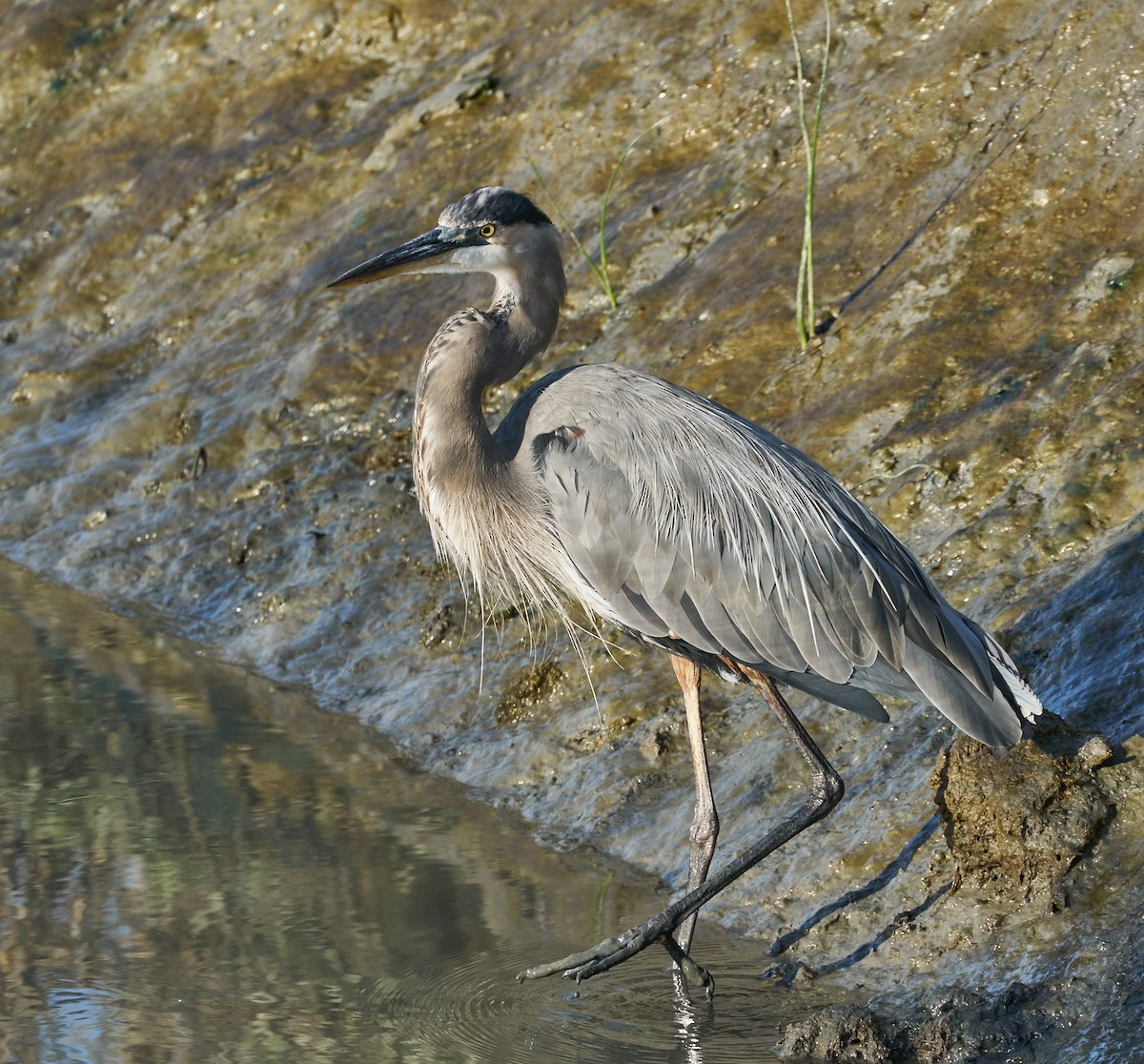 Great Blue Heron - ML31954621