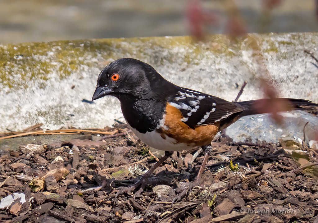 Spotted Towhee - ML319546411