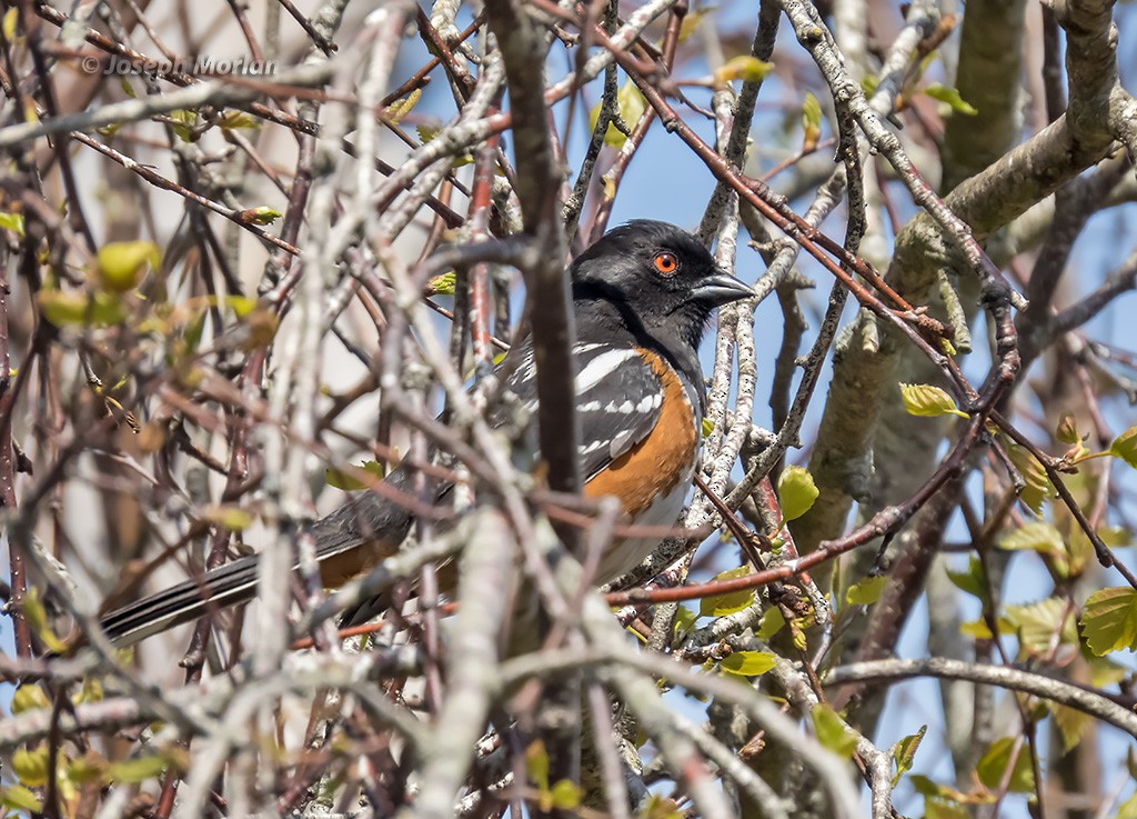 Spotted Towhee - ML319546421