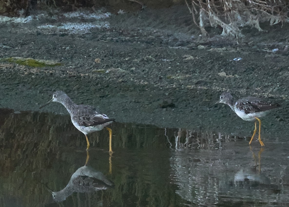 Greater Yellowlegs - ML31954761