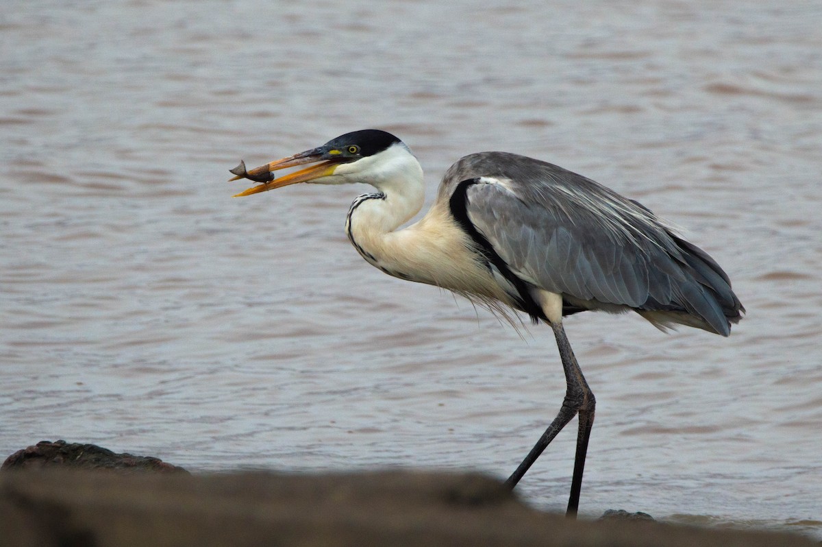 Cocoi Heron - Paula González