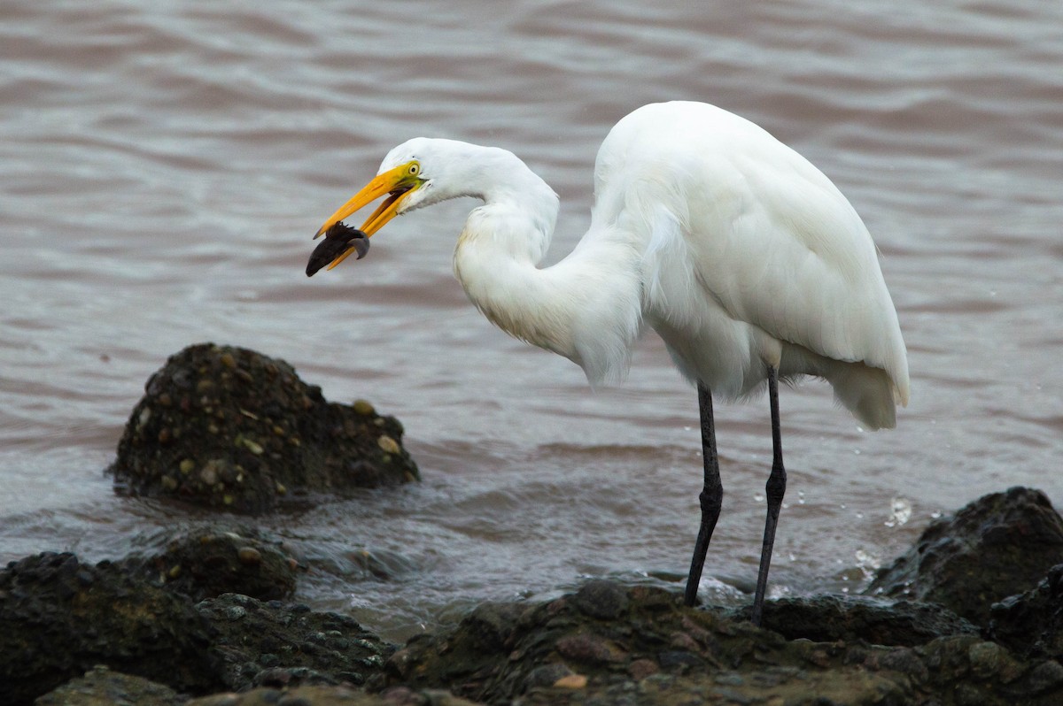 Great Egret - Paula González