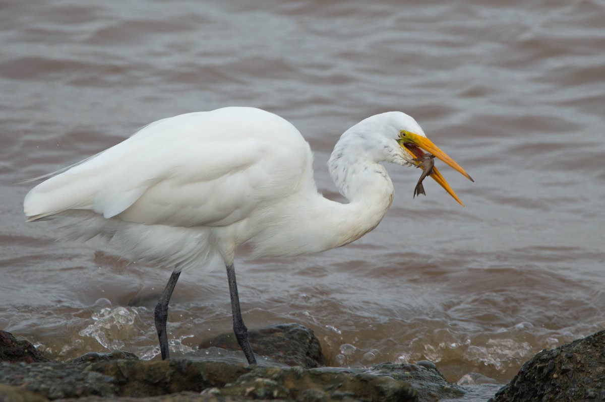 Great Egret - Paula González