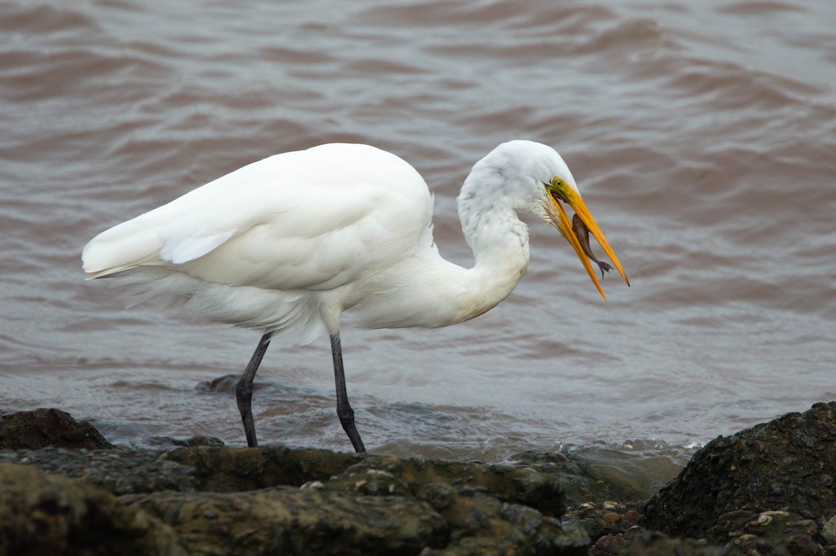 Great Egret - ML319548751