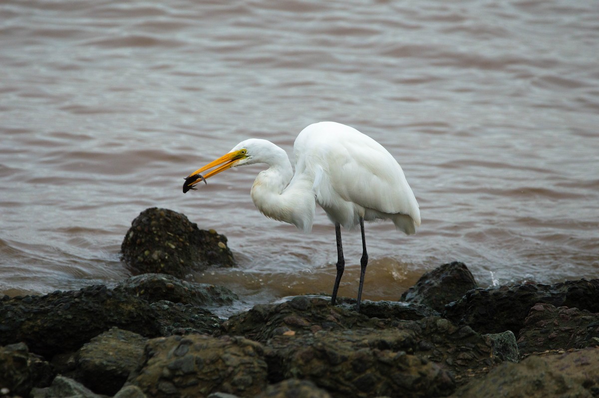 Great Egret - ML319548771