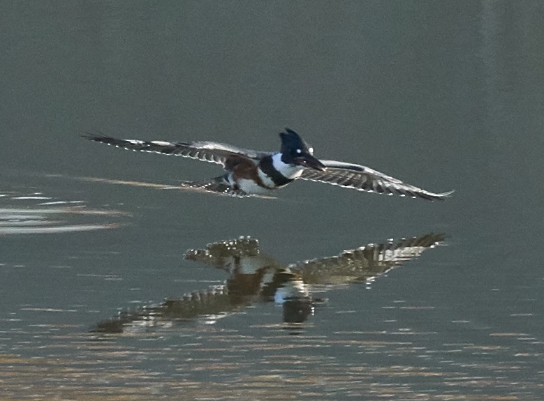 Belted Kingfisher - ML31955151