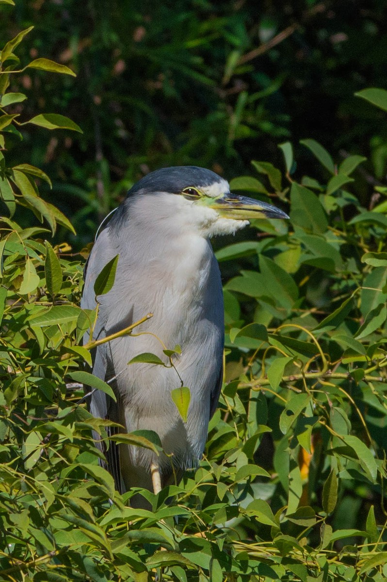 Black-crowned Night Heron - ML319551991