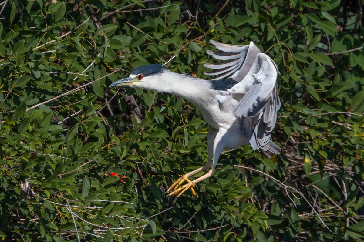 Black-crowned Night Heron - ML319552001