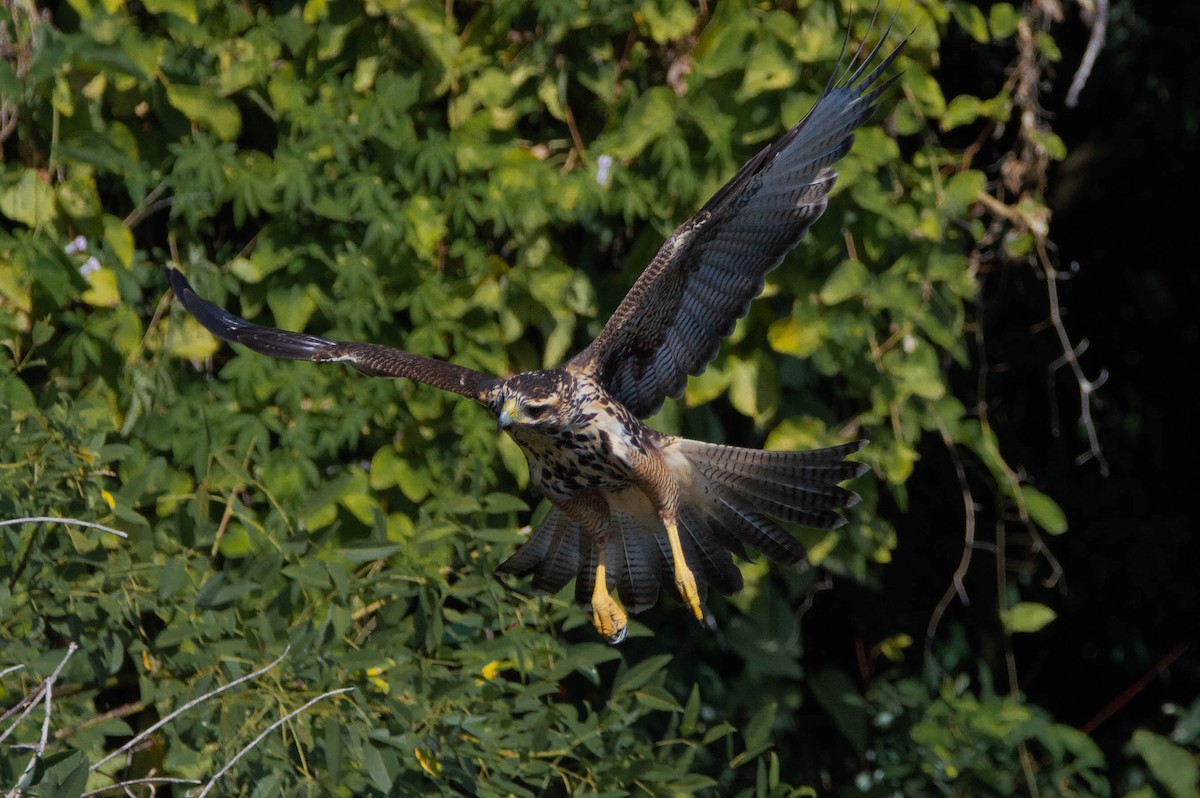 Harris's Hawk - ML319552321