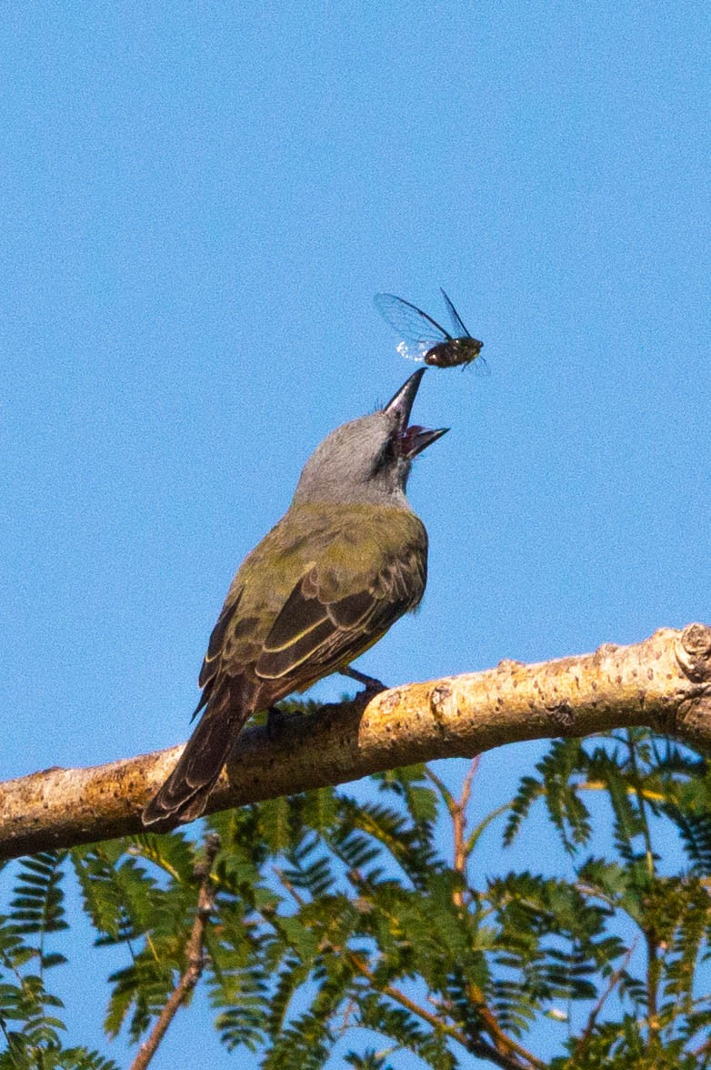 Tropical Kingbird - ML319552441