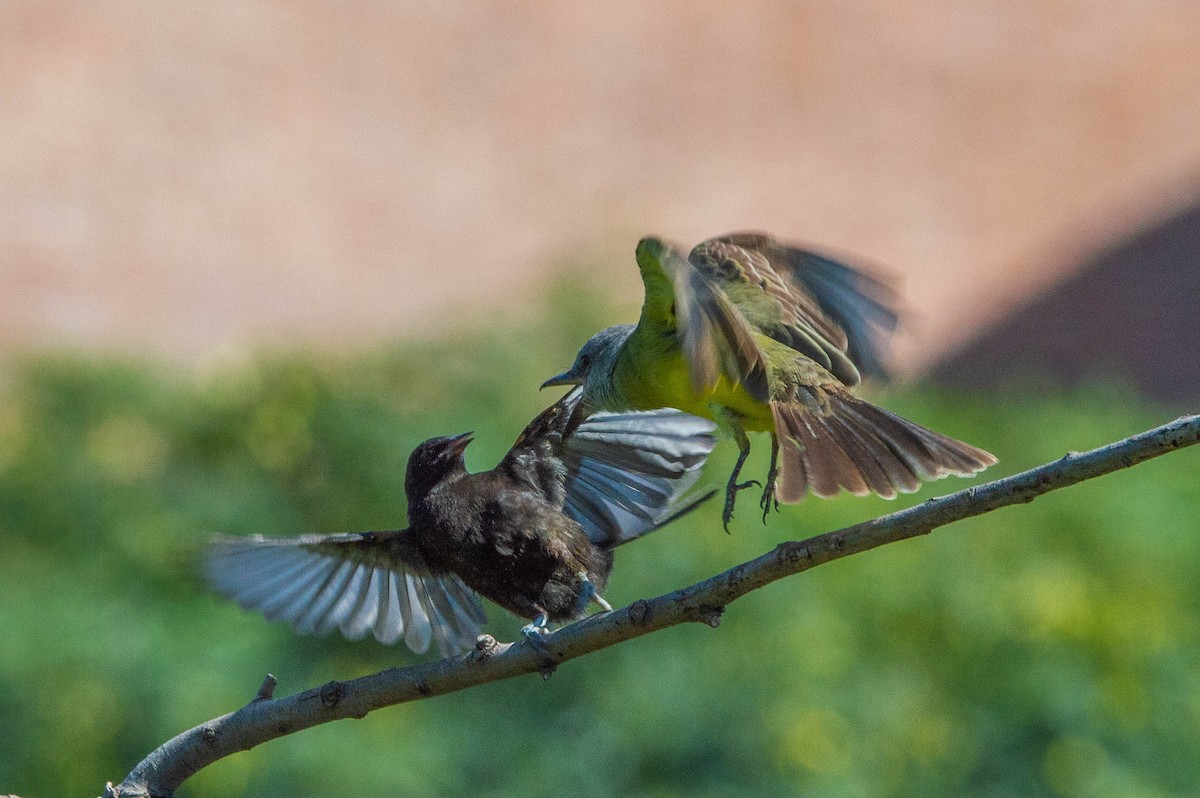 Tropical Kingbird - ML319552461