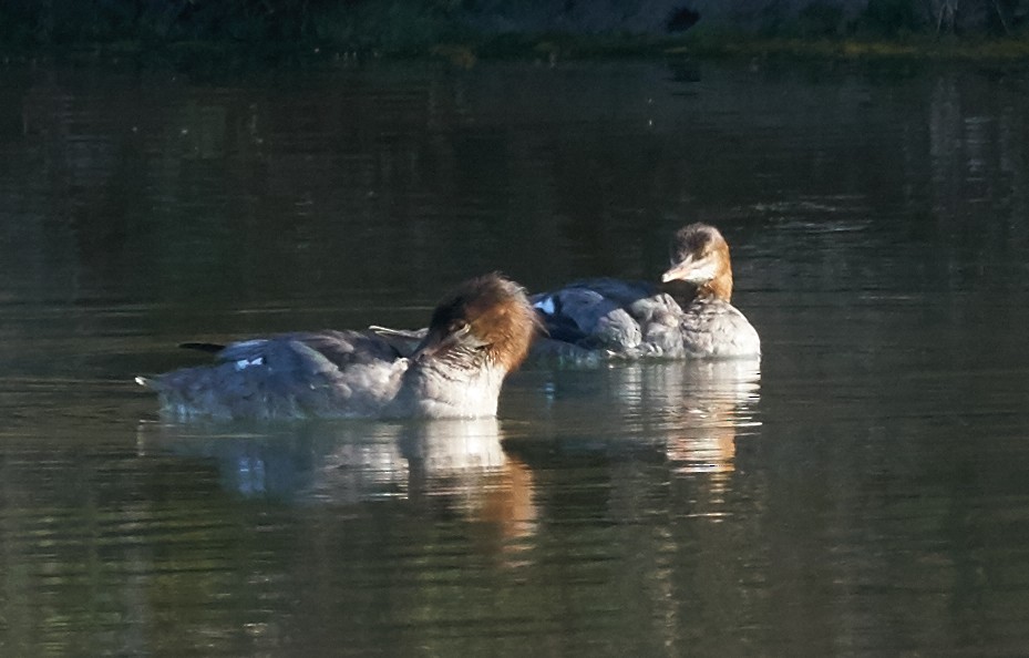 Common Merganser - ML31955251