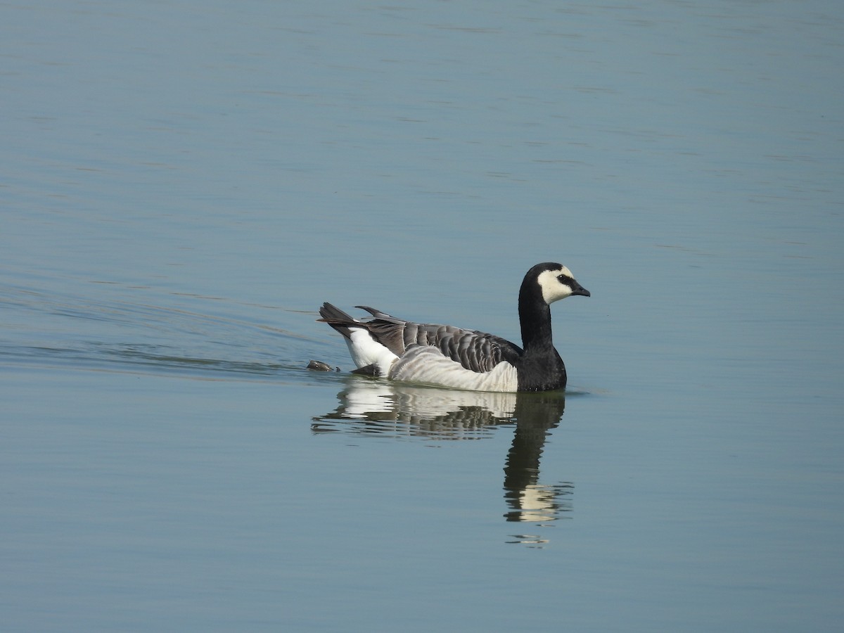 Barnacle Goose - ML319553501