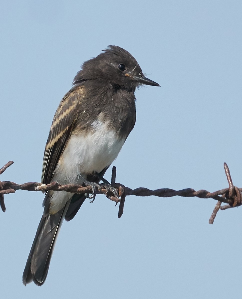 Black Phoebe - ML31955411