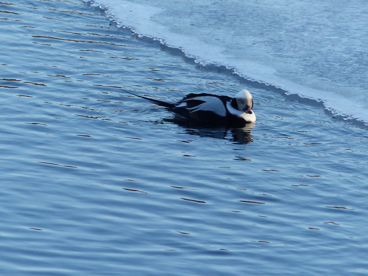 Long-tailed Duck - ML319554301