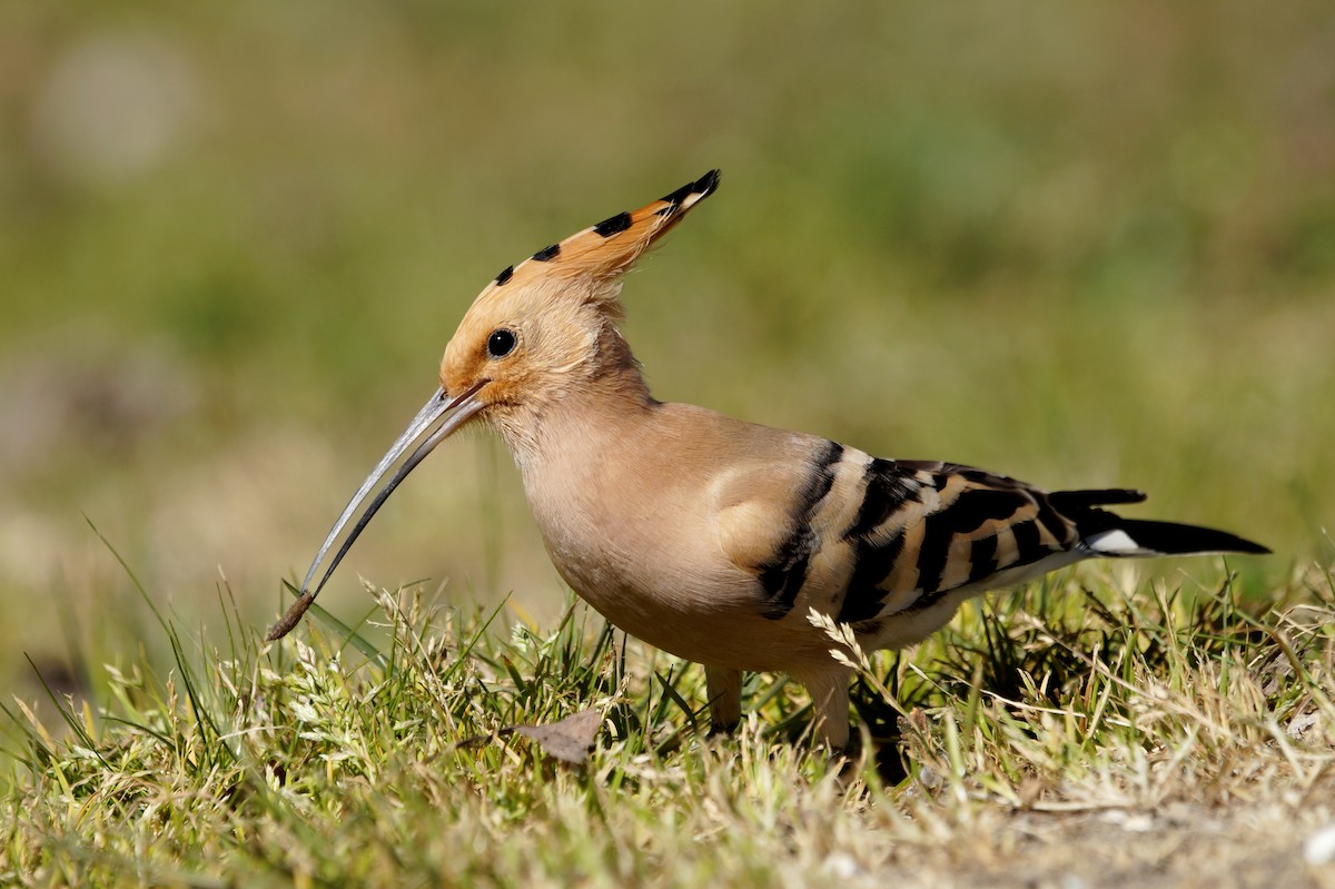 Одуд євразійський - ML319554671