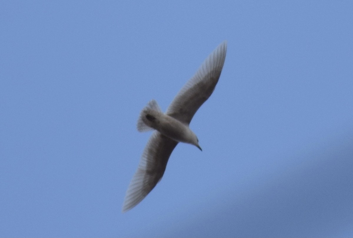 Iceland Gull - ML319556641