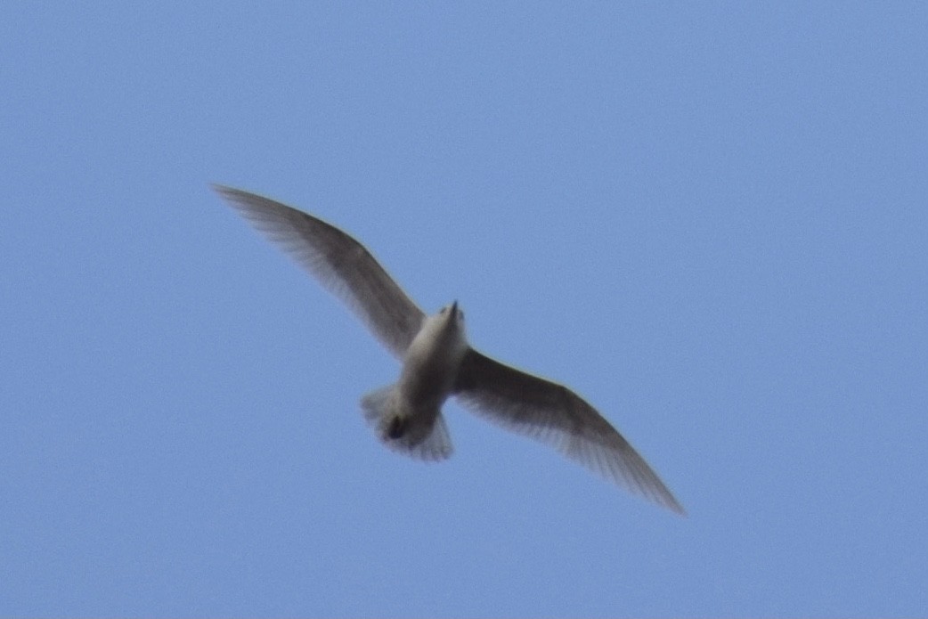 Gaviota Groenlandesa - ML319556651