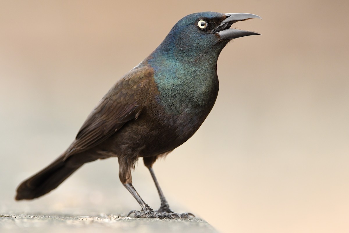 Common Grackle - ML319557231
