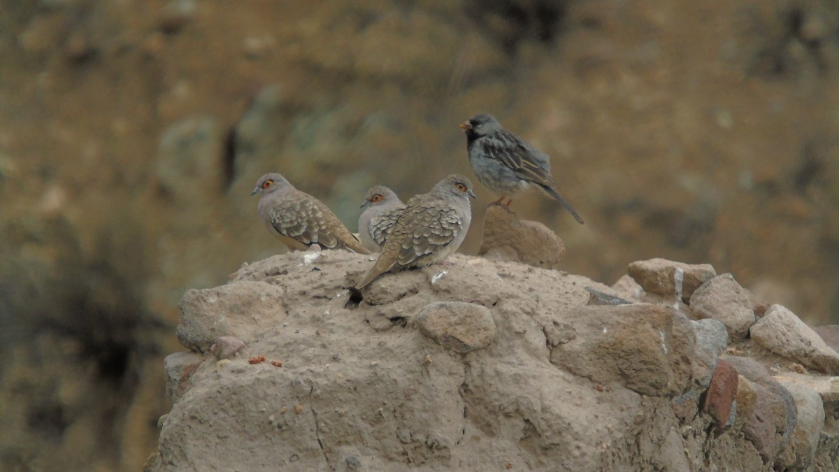 Bare-faced Ground Dove - ML319557671