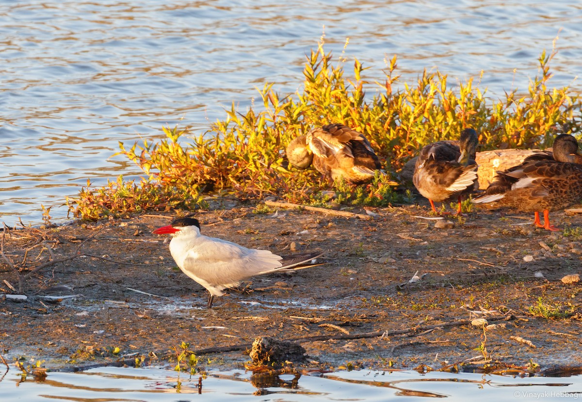 Caspian Tern - ML319557771