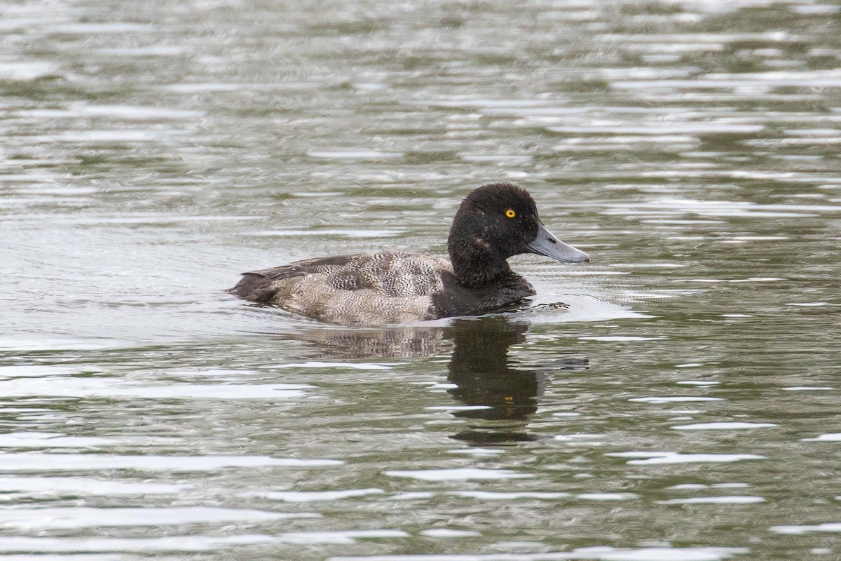 Greater Scaup - John Reynolds