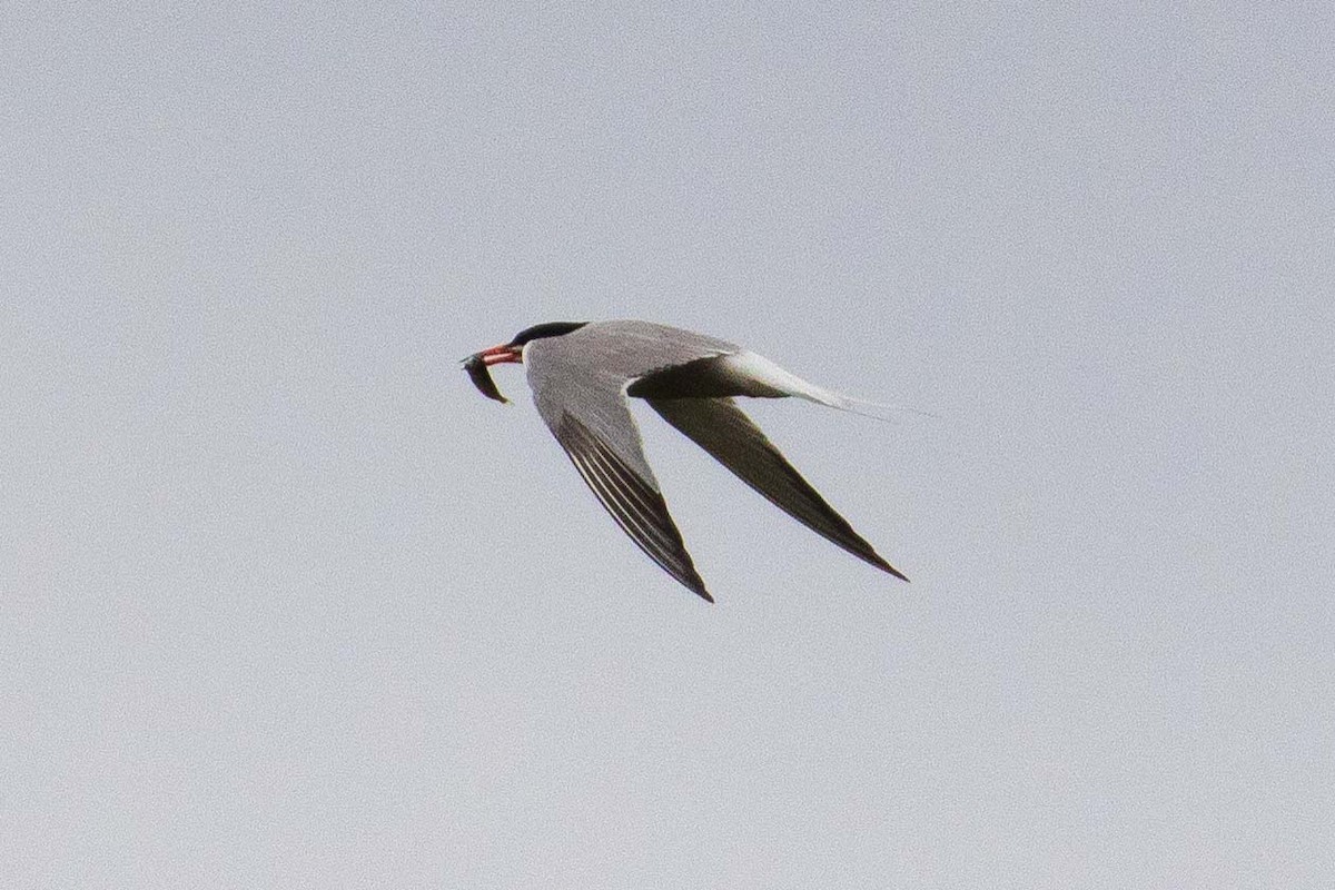 Common Tern - John Reynolds