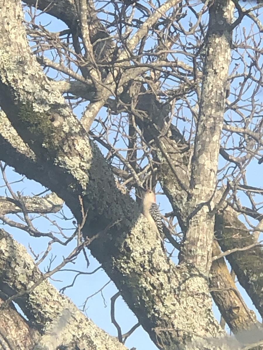 Red-bellied Woodpecker - ML319559021