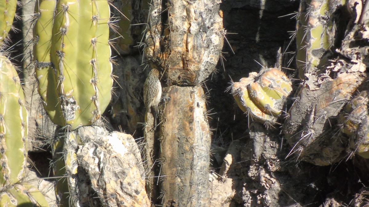 Streaked Tit-Spinetail - ML319559921