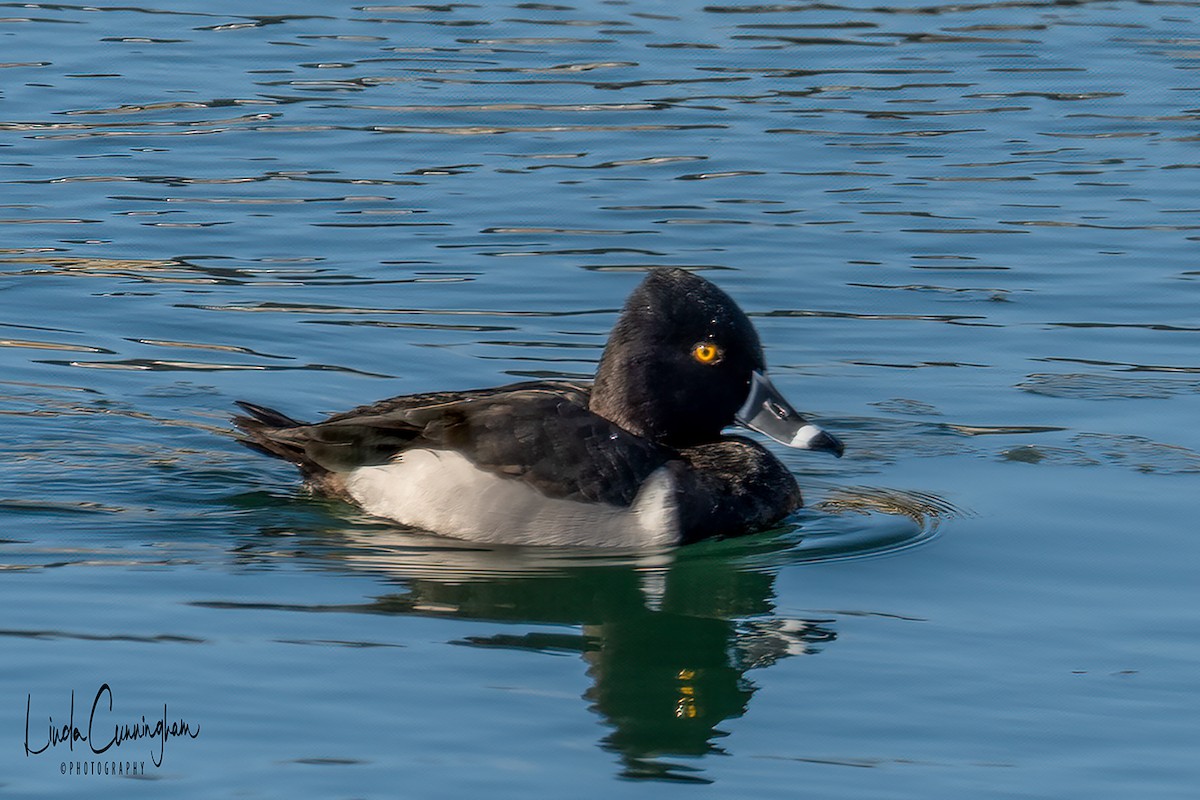 Ring-necked Duck - Linda Cunningham