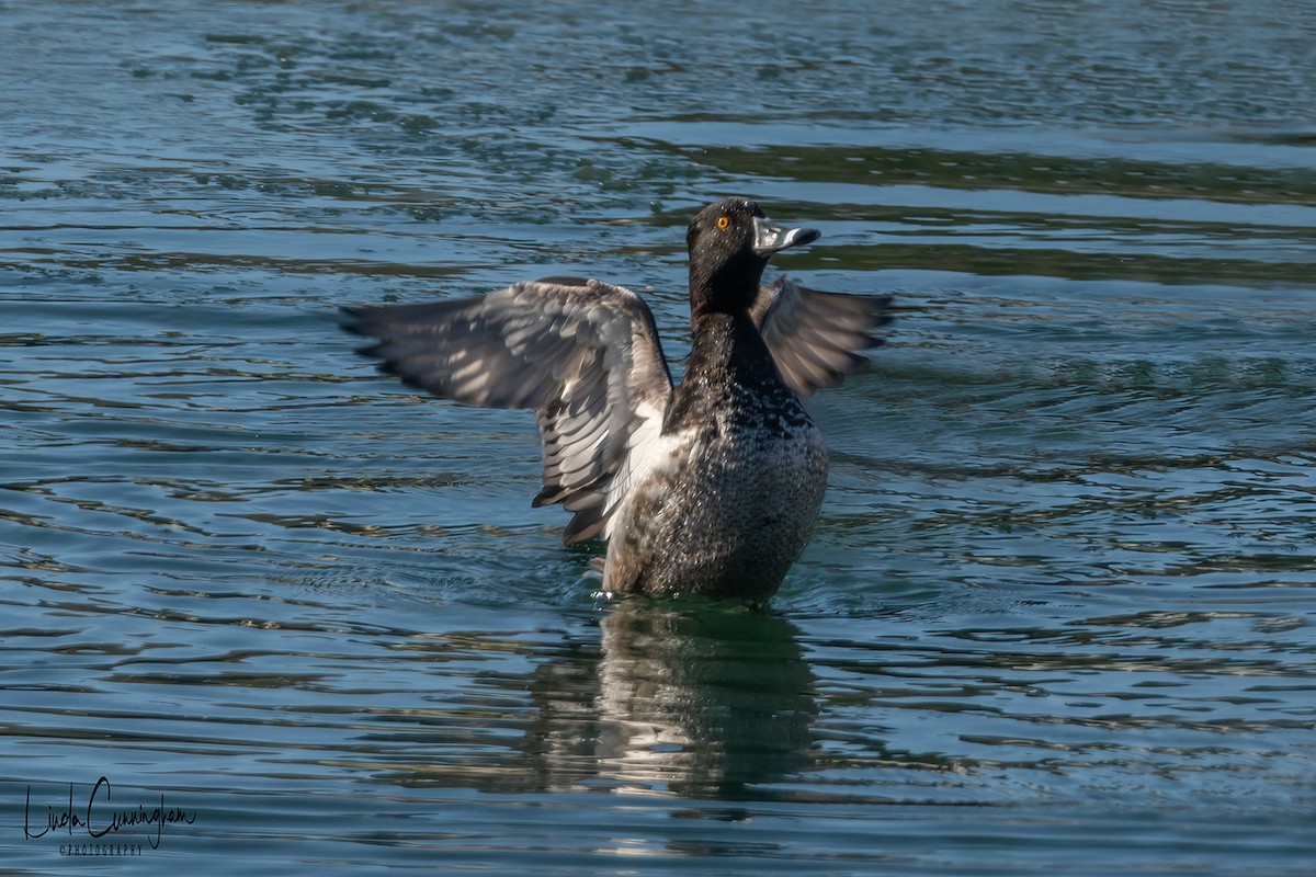 Ring-necked Duck - Linda Cunningham