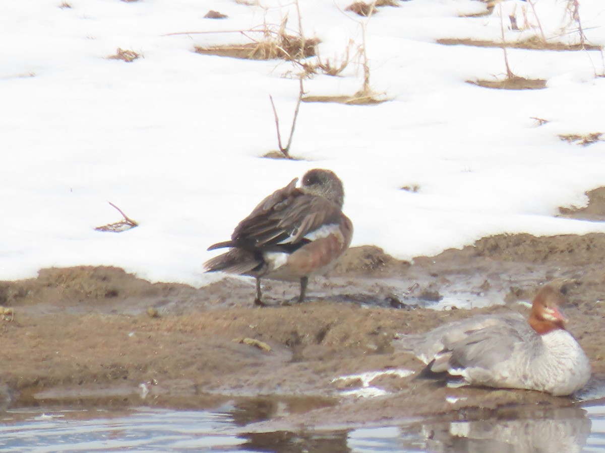 American Wigeon - ML319563001