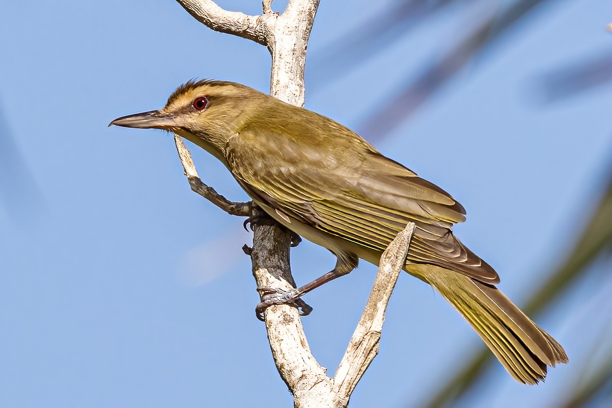 Bıyıklı Vireo - ML319563051