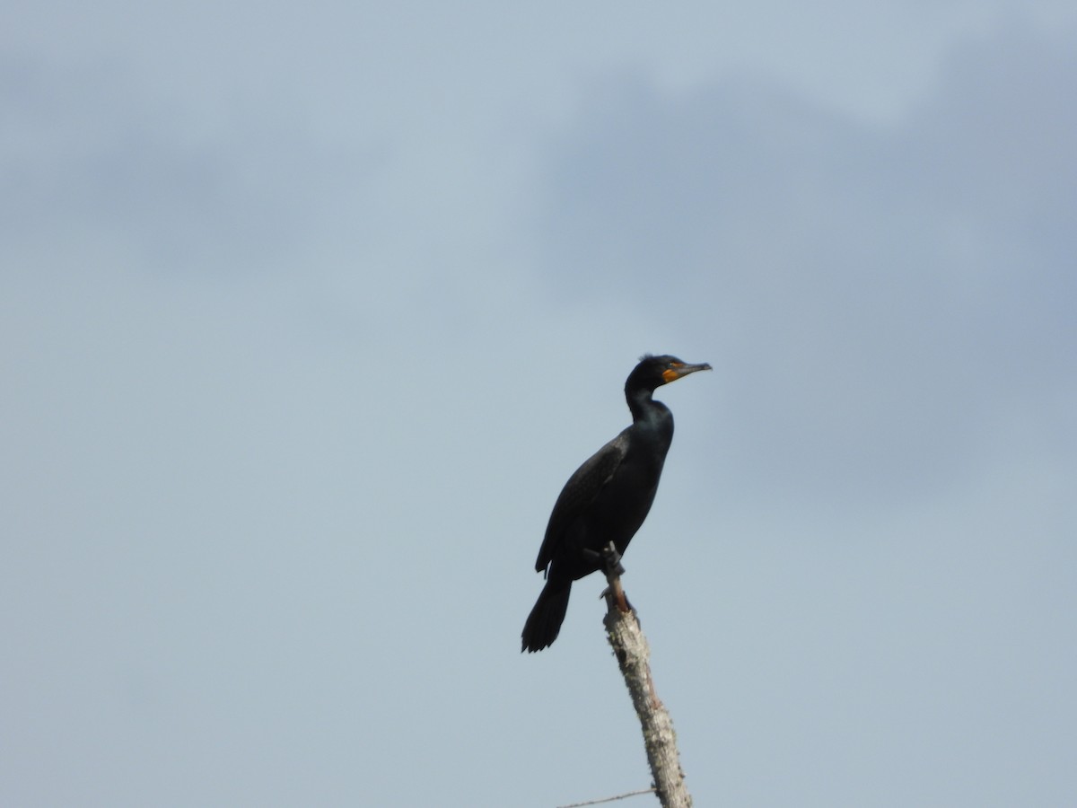 Cormoran à aigrettes - ML319563451