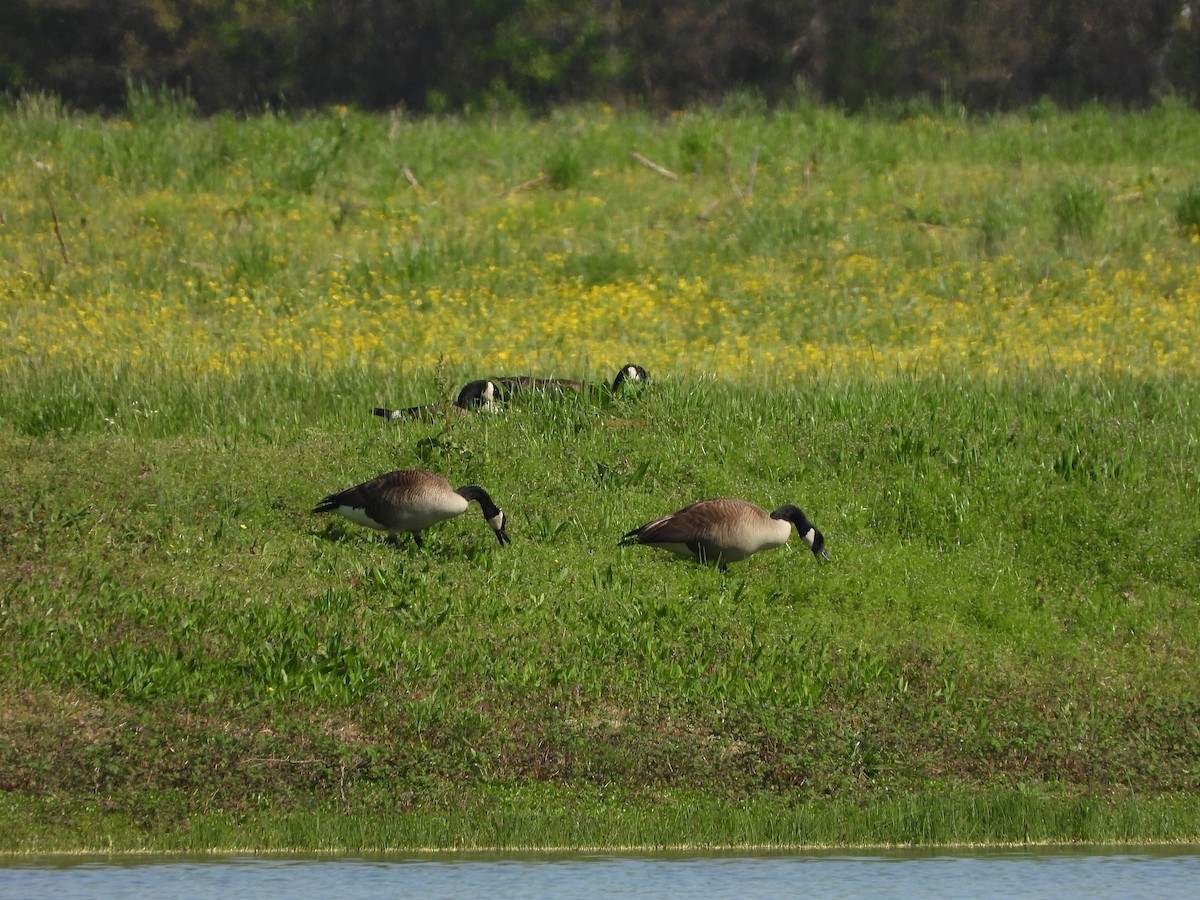 Canada Goose - ML319563491