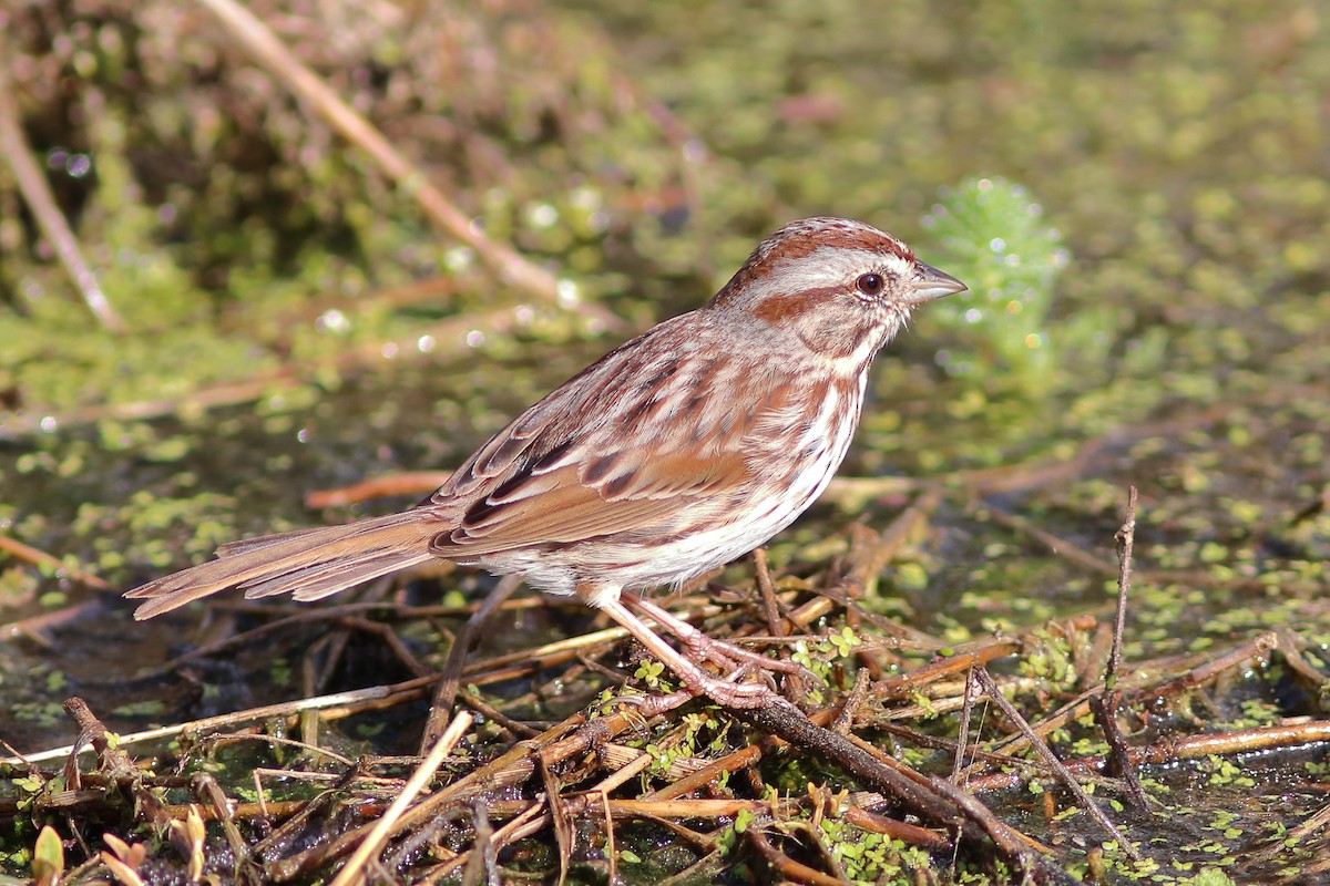 Song Sparrow - ML319564161