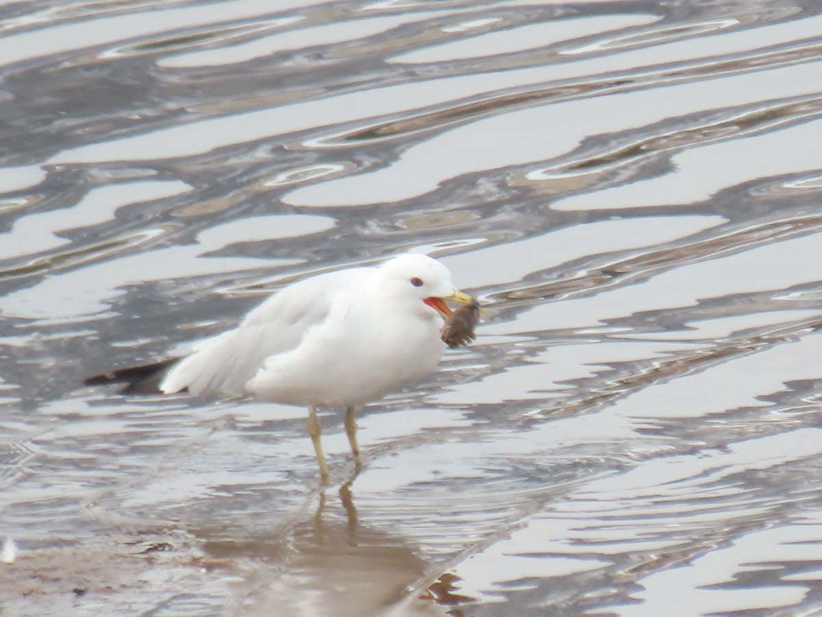 Ring-billed Gull - ML319564691