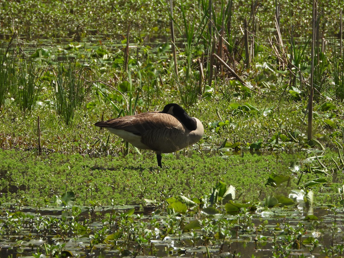 Canada Goose - ML319565421