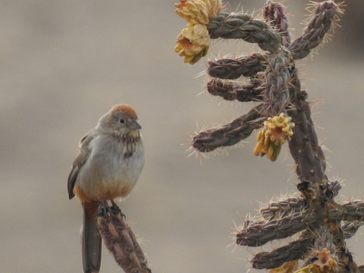 Canyon Towhee - ML319567141
