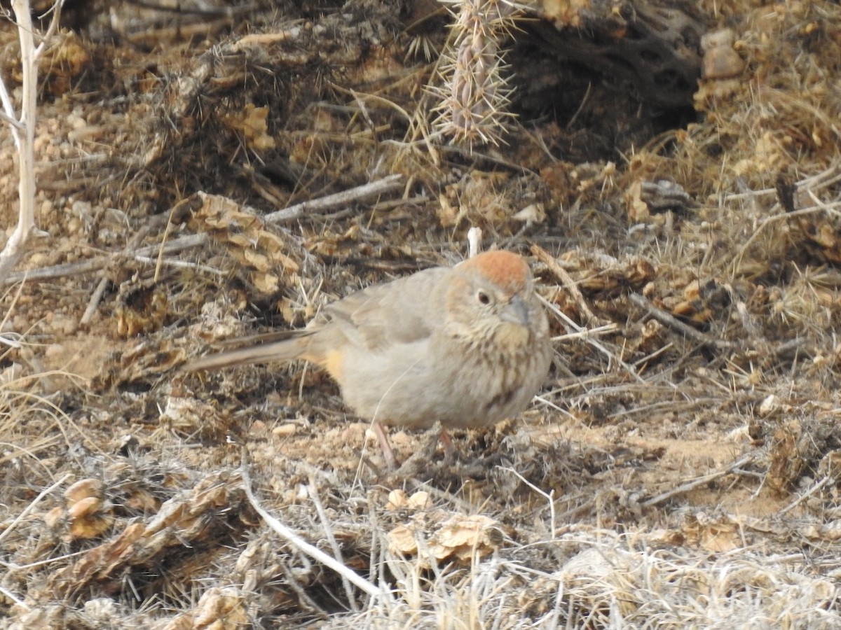 Canyon Towhee - ML319567161