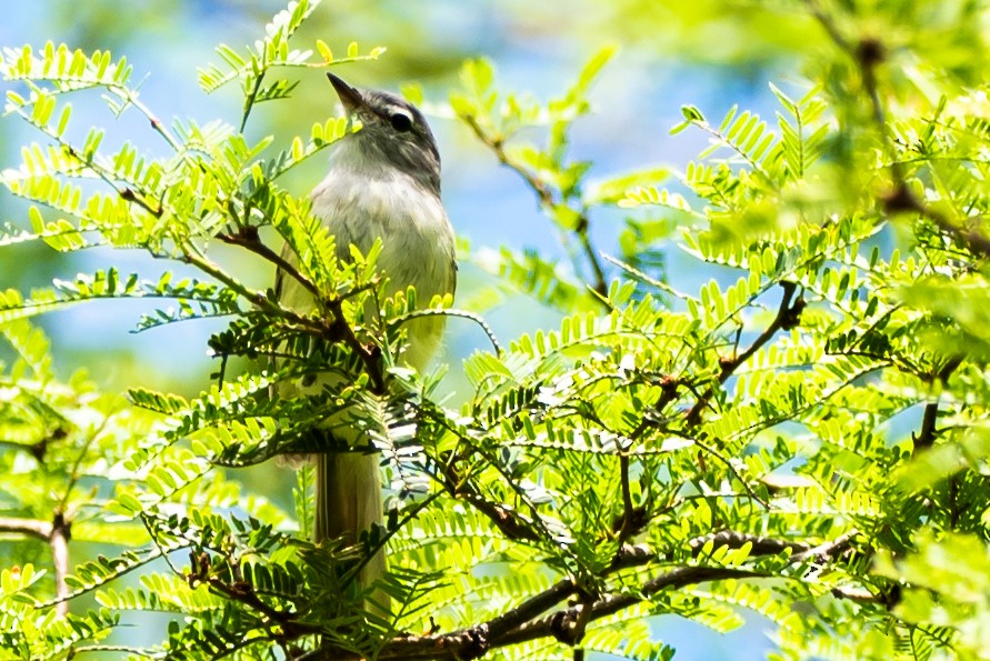 Straneck's Tyrannulet - ML319567671