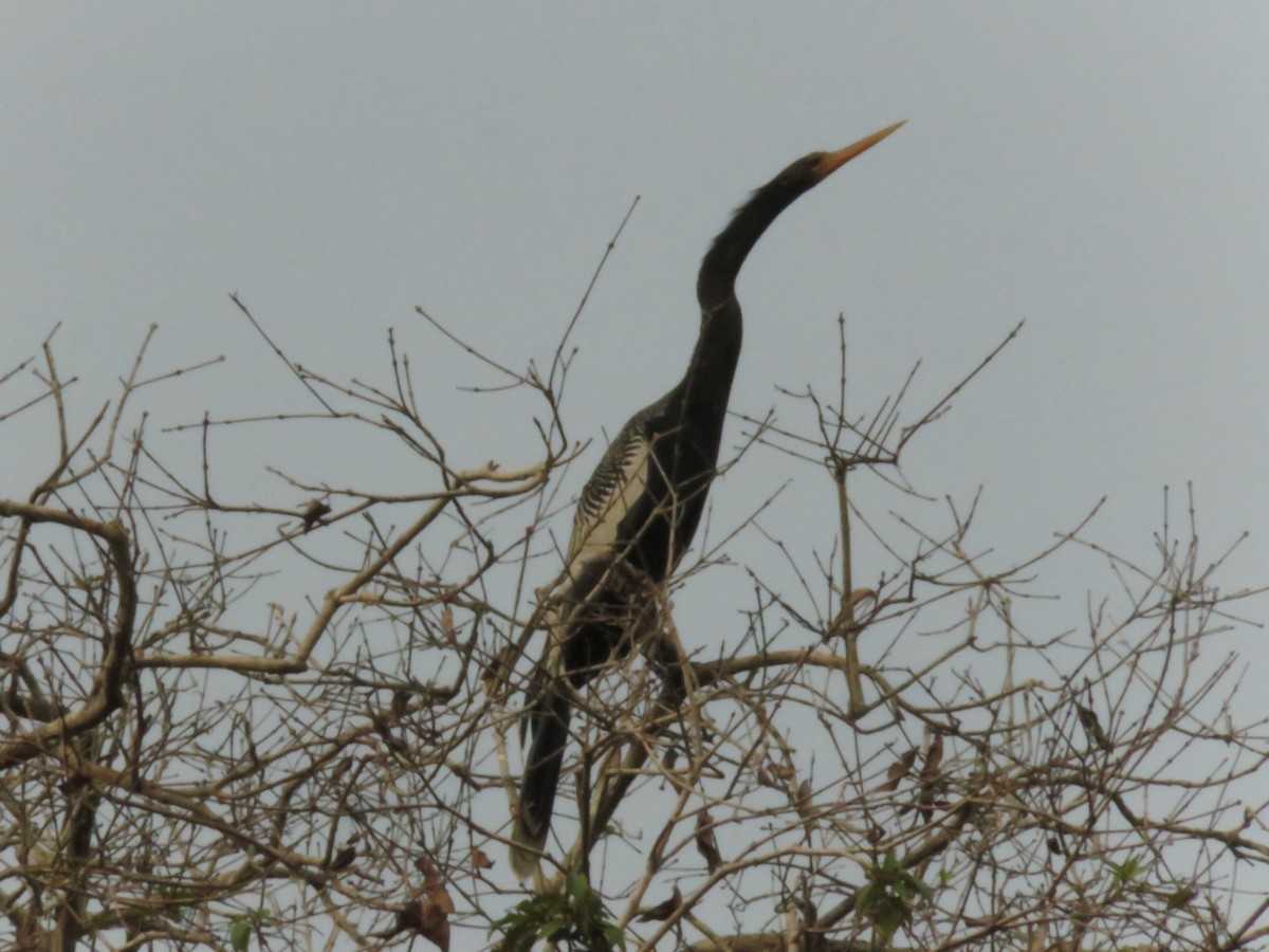 Anhinga - ML319568381