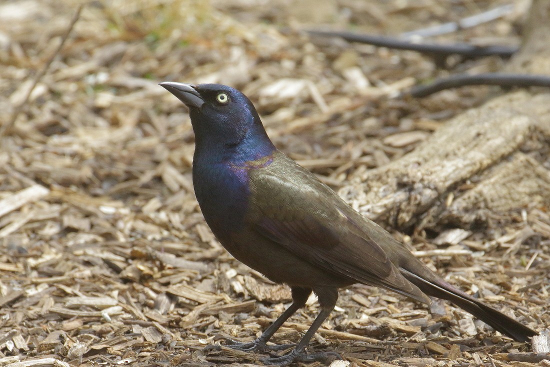 Common Grackle - ML319568901