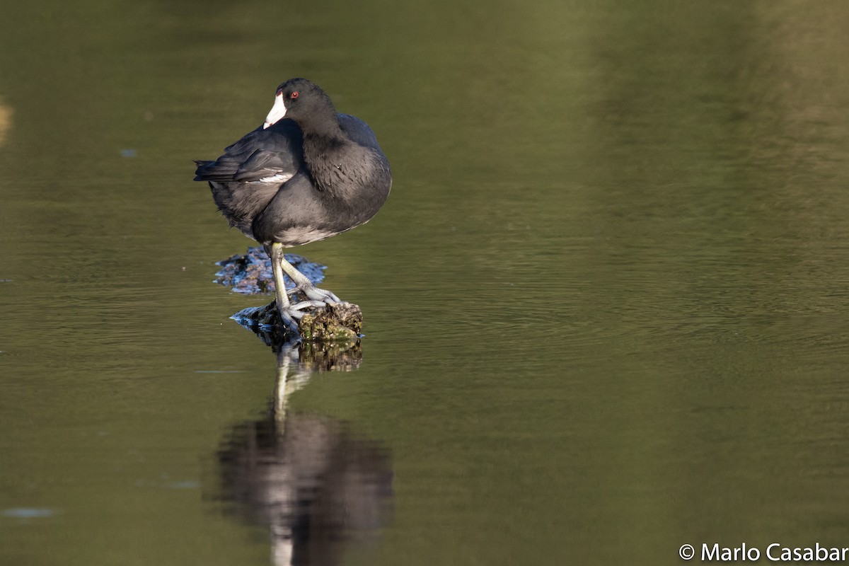 American Coot (Red-shielded) - ML31956921