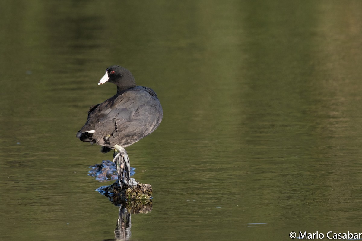 American Coot (Red-shielded) - Marlo Casabar