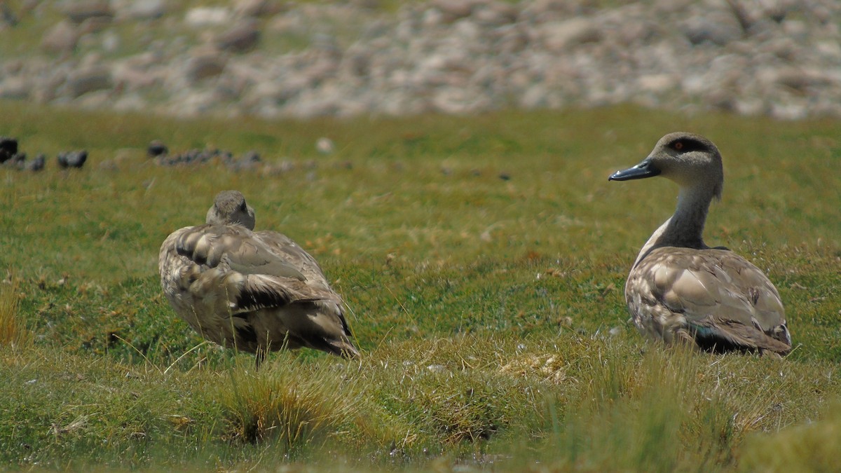 Crested Duck - ML319569841