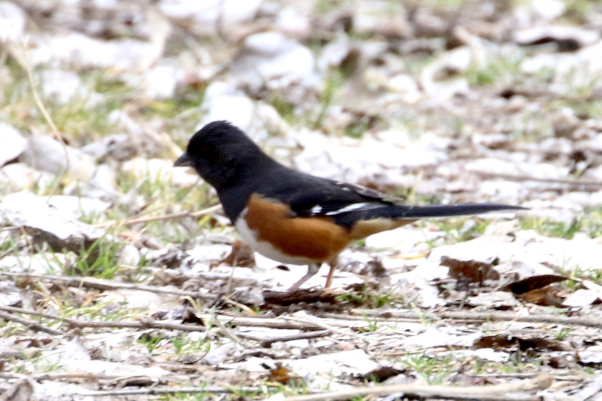 Eastern Towhee - ML319570531